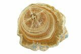 Clearance: Polished Aragonite Stalactite Slices & Sections - Pieces #288585-3